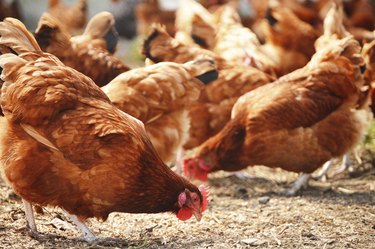 Chickens on traditional free range poultry farm