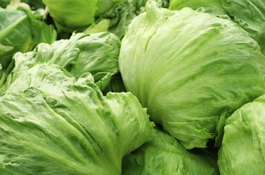 Iceberg lettuce