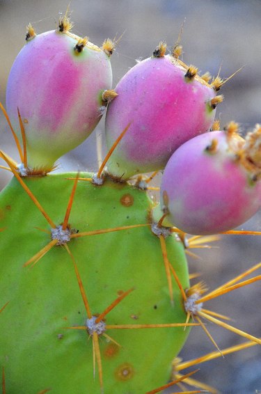Several pink cactus figs on the wild.