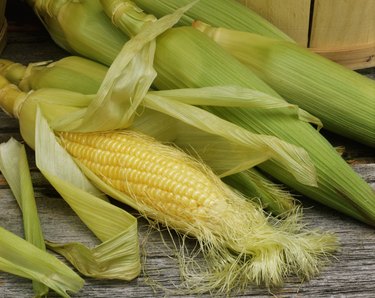 Close-up of corn on the cob