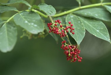 Elder fruits