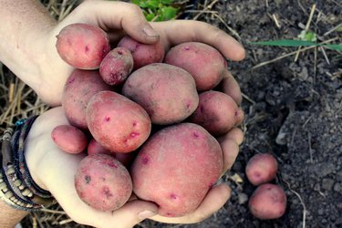 Harvesting Red Gold Potatoes