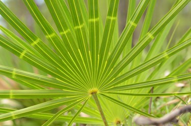 saw palmetto take much should frond livestrong getty effects androgens too sunlight plant