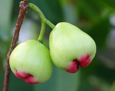 Fresh water apples