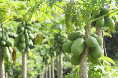 fresh papaya tree with bunch of fruits