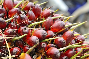 Oil palm fruits