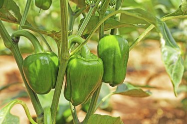 Capsicum Fruits in Plant