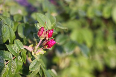 Rose hips bud. flower wild rose.