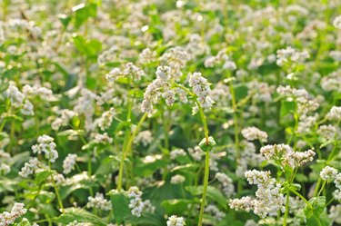 Buckwheat blossom