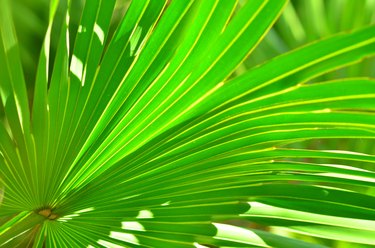 Partially backlit palm frond with leaf tips drooping