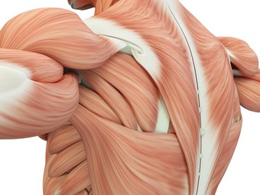 Human anatomy shoulder and back. 3d illustration.