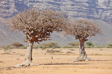 myrrh tree