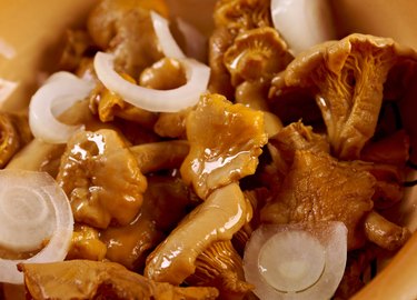 Chanterelle
