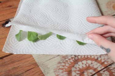 drying stevia leaves in paper towels
