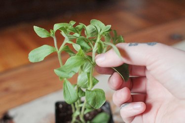 fresh stevia plant