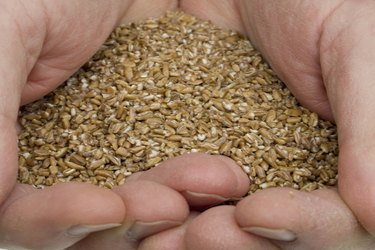 Grains With the Highest Protein Livestrong com