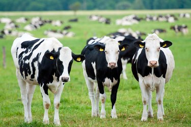 Dairy farms can negatively impact the environment.