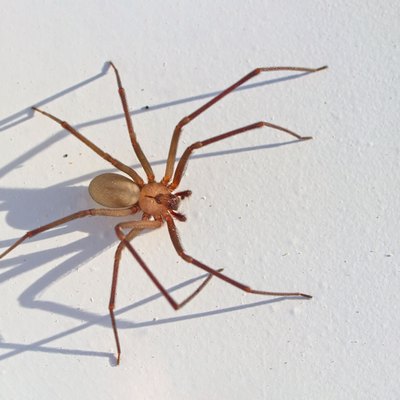Brown Recluse Spider on white background with shadow