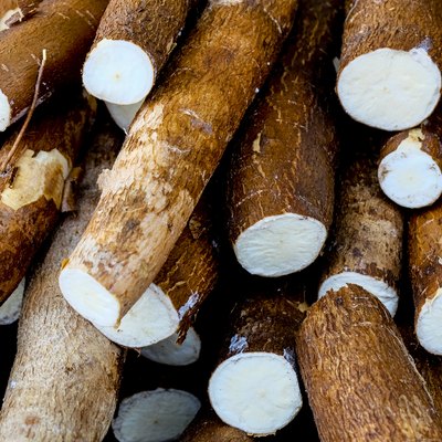 Cassava, also called manioc, yuca, balinghoy, mogo, mandioca, kamoteng kahoy, tapioca and manioc root, a woody shrub of the Euphorbiaceae family native to South America