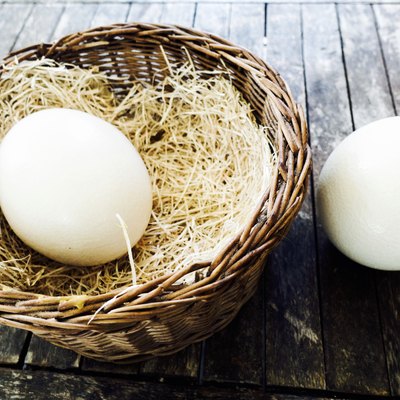 Ostrich Egg
