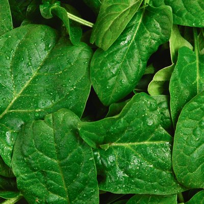 Fresh spinach leaves as background.