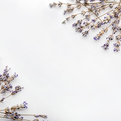 Beautiful blooming lavender flowers on white background