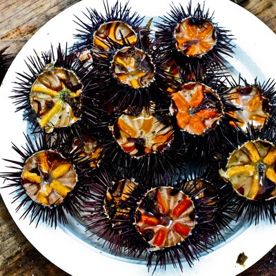 Sea urchins on a plate