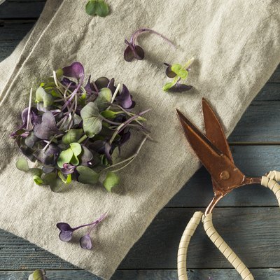 Top view of purple radish microgreens on a towel next to gardening scissors