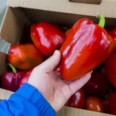 Hand of a woman holding red bell pepper