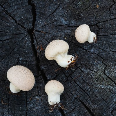 Picked puffball mushrooms on a wooden stump