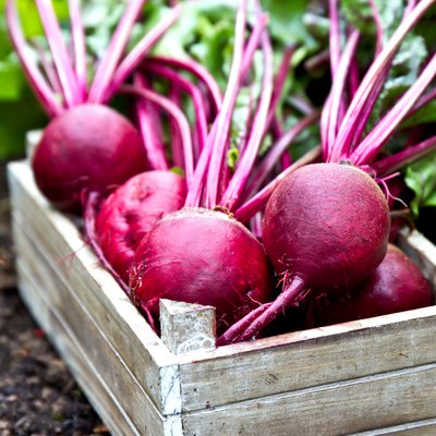 Fresh beetroots in wooden tray. Beet with leaves.