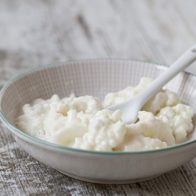 Whole milk kefir fungus