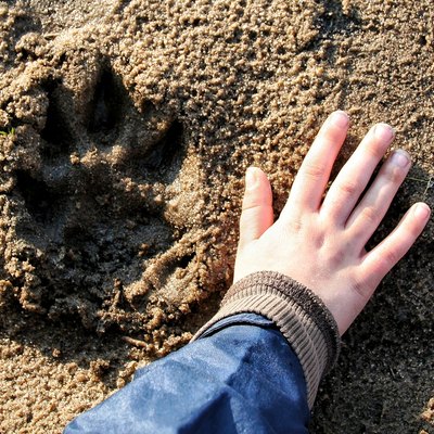Cropped Hand Of Child Touching Sand By Paw Print At Beach