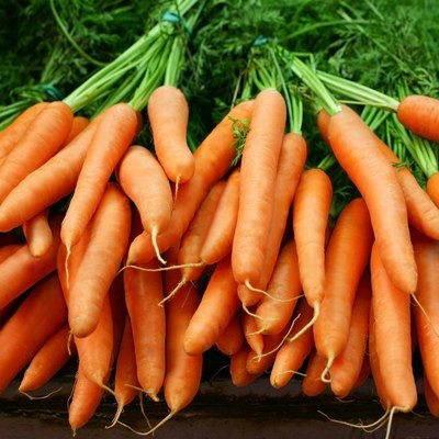Bundles of organic carrots with the stems still attached