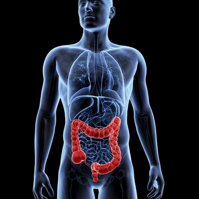 male colon