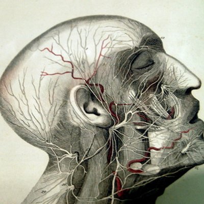 Head numbness, a disturbing lack, sensation