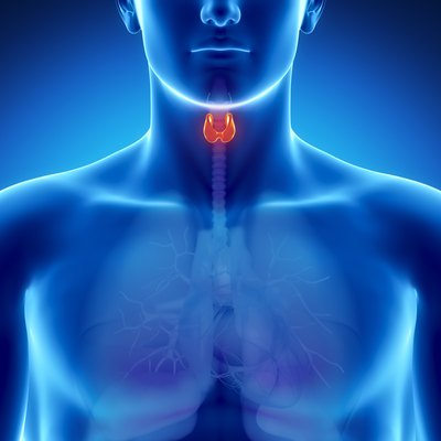 Thyroid Disorders | Livestrong.com