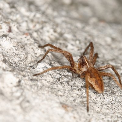 spider