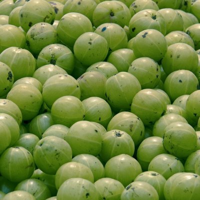 Amla, Emblica officinalis for sell at market