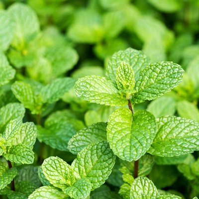 Herbs and Alternative Medicine | Livestrong.com