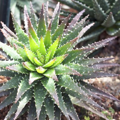 Aloe