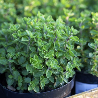 oregano