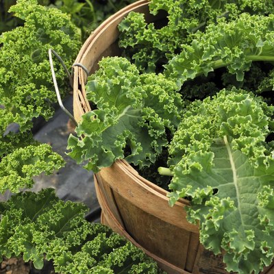 Harvesting Kale