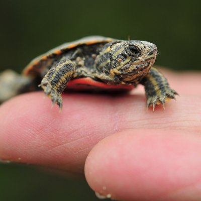 Baby turtle in Hand