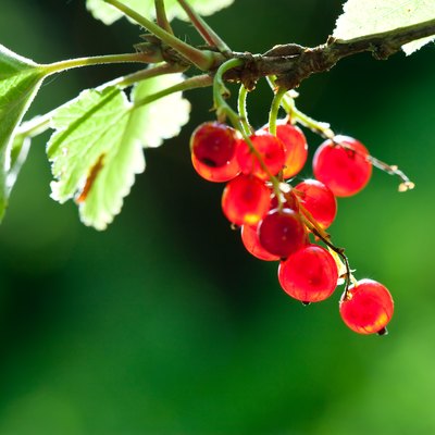 Red currant