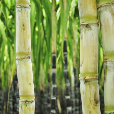 sugarcane