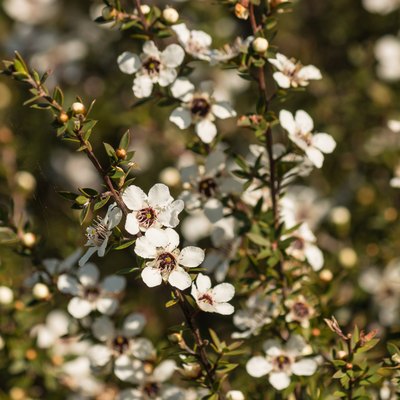 New Zealand teatree in bloom
