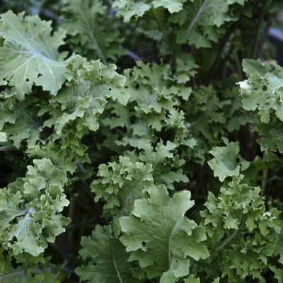 kale