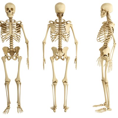human skeleton