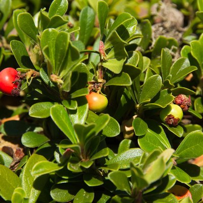 Fruit of the Bearberry Arctostaphylos uva ursi